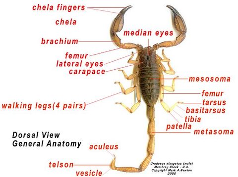 Anatomy - Scorpions